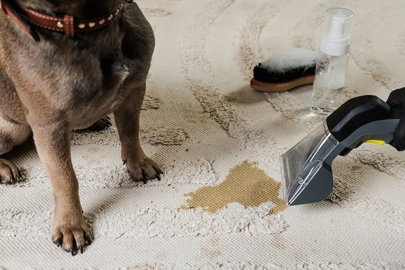 removing-a-pet-stain-from-a-cream-rug